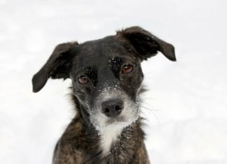 Los animales tienen el poder de hablar un lenguaje único con los ojos