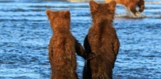 Captan a dos hermanos osos tomados de la pata mientras mamá osa caza