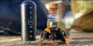 Venden kits de reanimación de abejas beevive