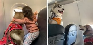 Nueva ley que permitirá que las mascotas viajen en las cabinas y no en las bodegas de aviones