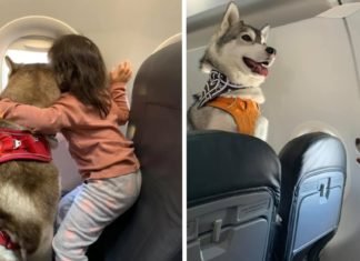 Nueva ley que permitirá que las mascotas viajen en las cabinas y no en las bodegas de aviones