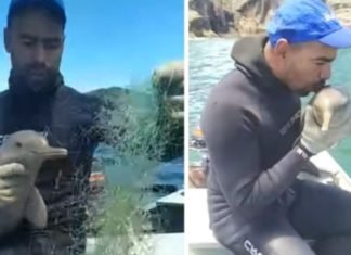 Delfín bebé se acerca a un bote para pedir ayuda