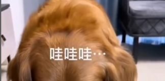 Un perro demuestra su inteligencia jugando con su humano