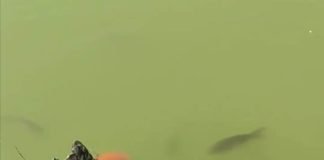 Se hace viral video de pato alimentando peces con su pico