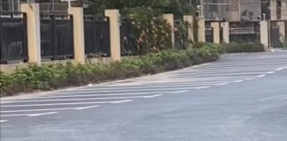 Un cachorro muy despistado interrumpe una pareja de gatos en su momento más romántico