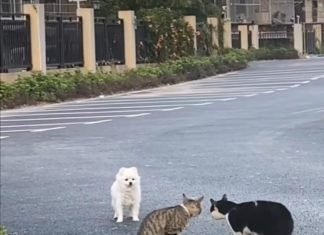 Un cachorro muy despistado interrumpe una pareja de gatos en su momento más romántico