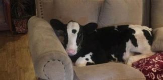 Familia dejó la puerta abierta durante cinco minutos y al regresar se encontraron con una sorpresa inusual: una vaca estaba acurrucada en el sofá.