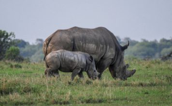 Más de 2000 rinocerontes blancos cautivos serán liberados