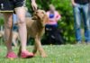 Cada vez más perritos encuentran un hogar en el mundo