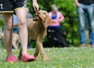 Cada vez más perritos encuentran un hogar en el mundo